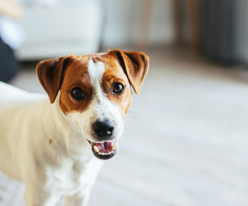 jack russell terrier